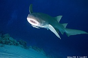 Nebrius ferrugineus Requin nourrisse-Maldives Alimatha house-12m-20240426nuit-da-DSC_7251_tn